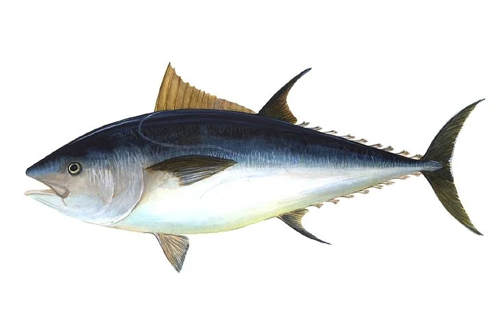 Ovanligt mycket tonfisk i år - Sveriges Fiskares Producentorganisation